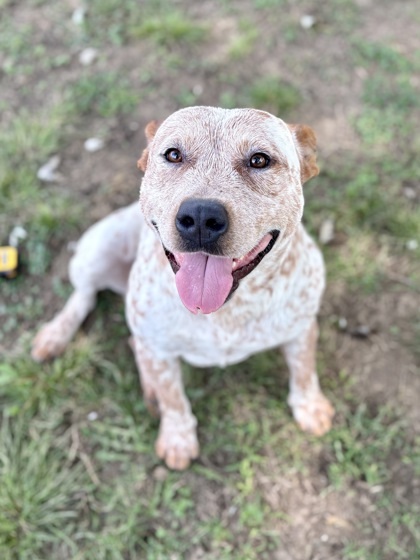 Alexander thumbnail 3