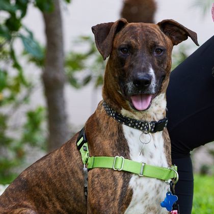 Asher, an adoptable Pit Bull Terrier, Mixed Breed in Honolulu, HI, 96826 | Photo Image 1