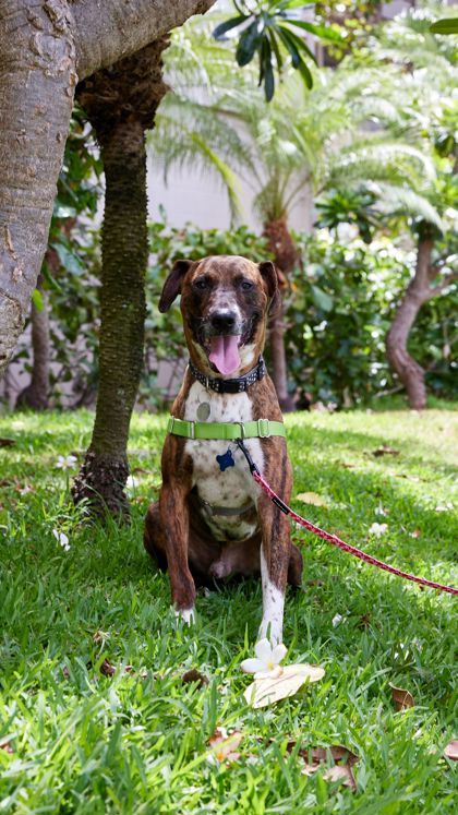 Asher, an adoptable Pit Bull Terrier, Mixed Breed in Honolulu, HI, 96826 | Photo Image 2