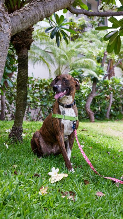 Asher, an adoptable Pit Bull Terrier, Mixed Breed in Honolulu, HI, 96826 | Photo Image 3