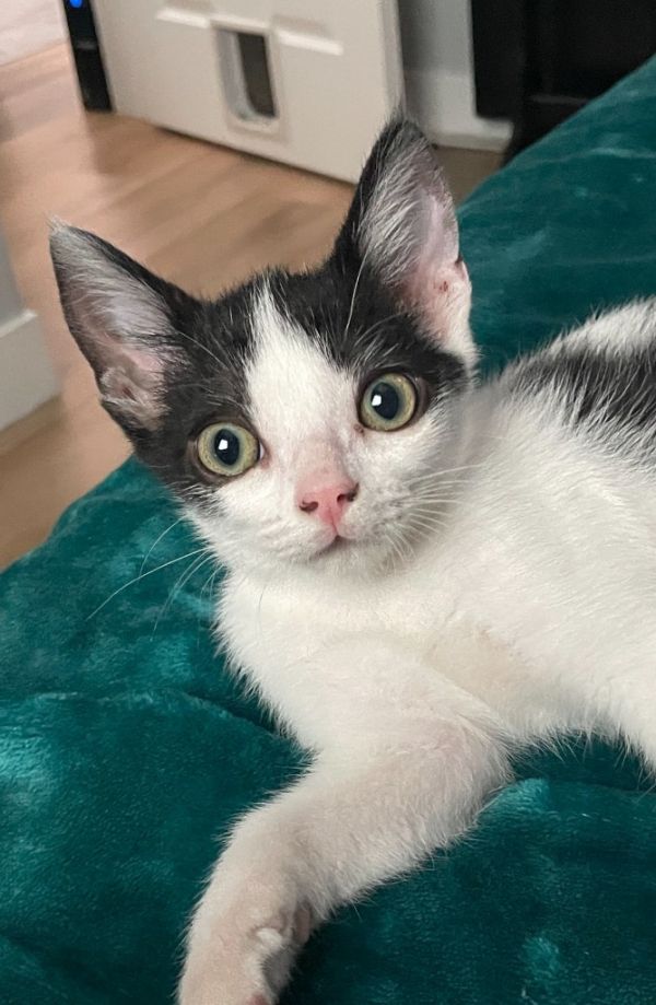 Milo