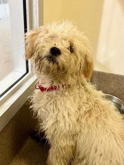 Tiramisu, an adoptable Bolognese, Mixed Breed in Everett, WA, 98201 | Photo Image 1