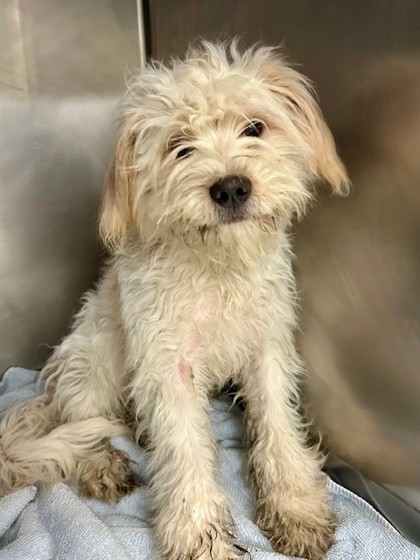 Spumoni, an adoptable Bolognese, Mixed Breed in Everett, WA, 98201 | Photo Image 1