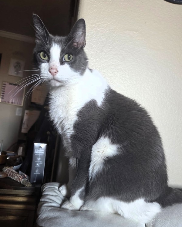 Meau Cat thumbnail 2