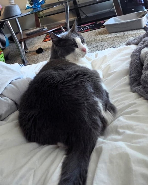 Meau Cat thumbnail 3