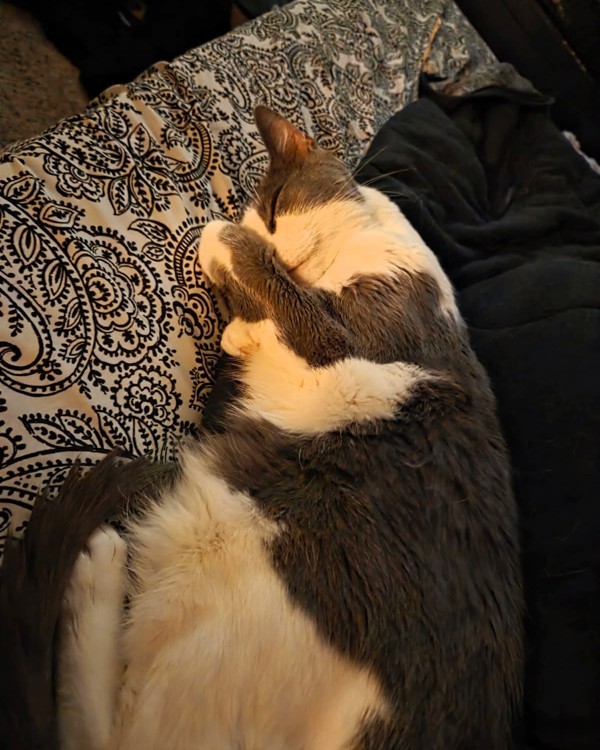 Meau Cat thumbnail 4