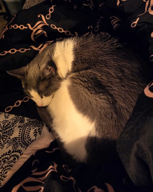 Meau Cat thumbnail 5