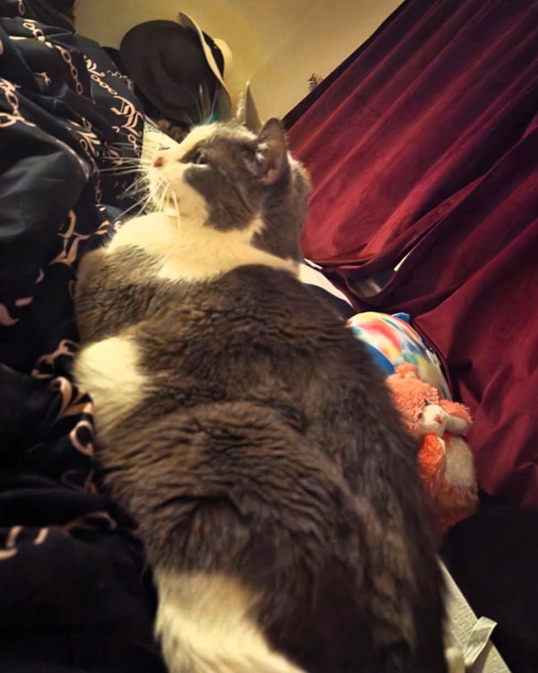 Meau Cat thumbnail 6