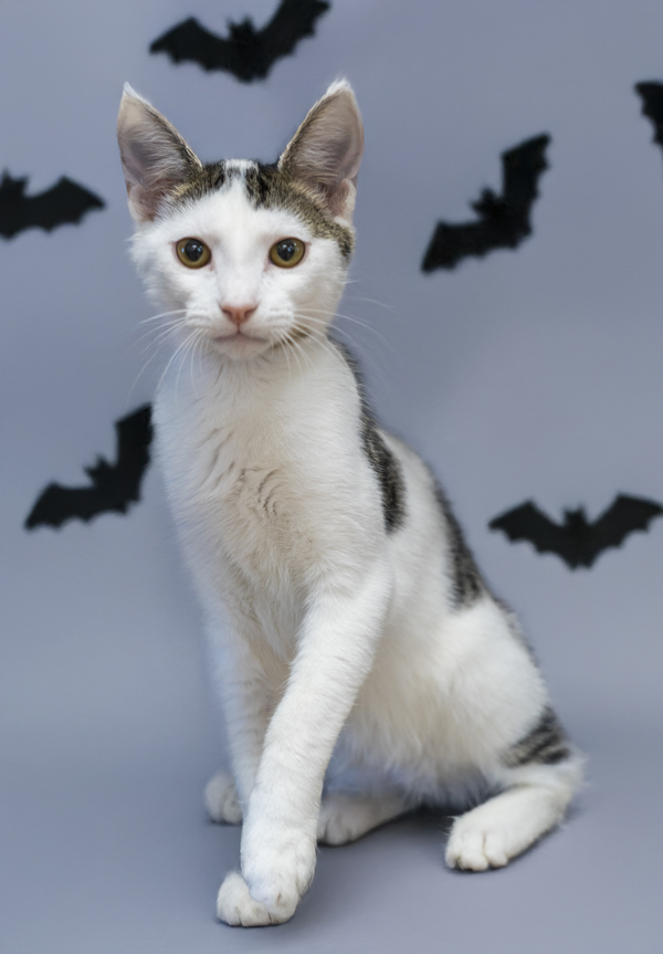 Wednesday, an adoptable Domestic Short Hair in Kennewick, WA, 99336 | Photo Image 1