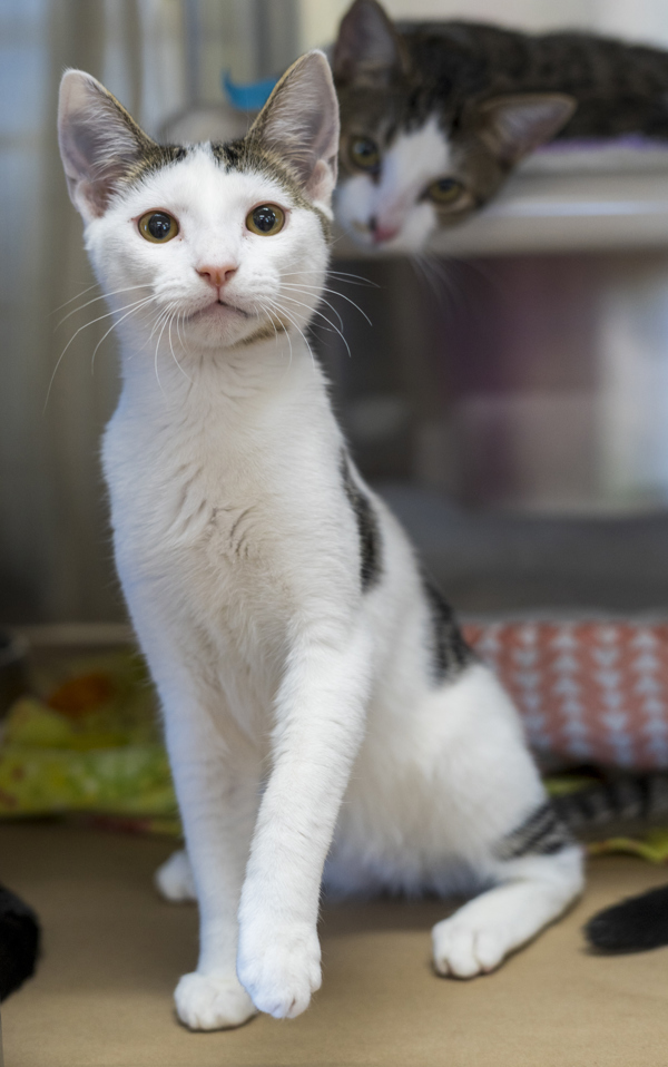Wednesday, an adoptable Domestic Short Hair in Kennewick, WA, 99336 | Photo Image 2