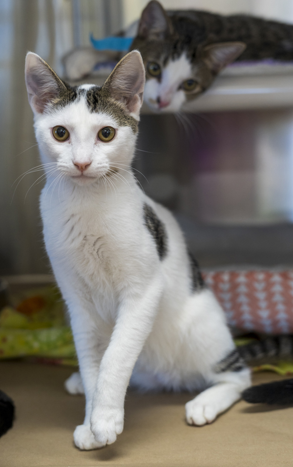 Wednesday, an adoptable Domestic Short Hair in Kennewick, WA, 99336 | Photo Image 3