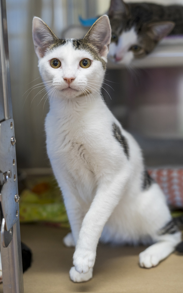 Wednesday, an adoptable Domestic Short Hair in Kennewick, WA, 99336 | Photo Image 4