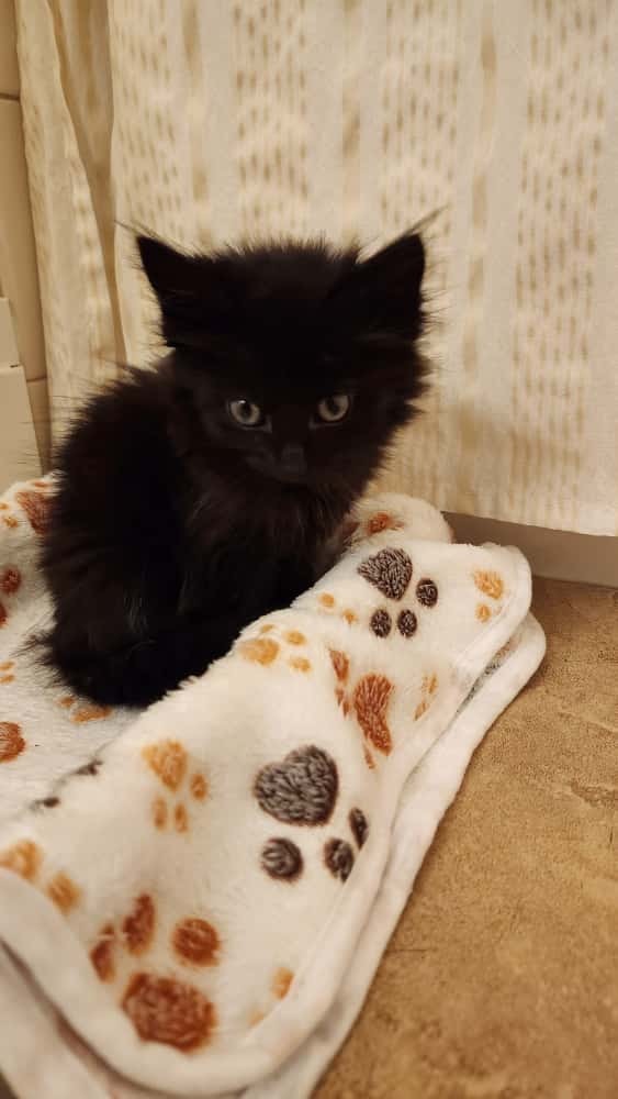 Chocolate Cake photo 1