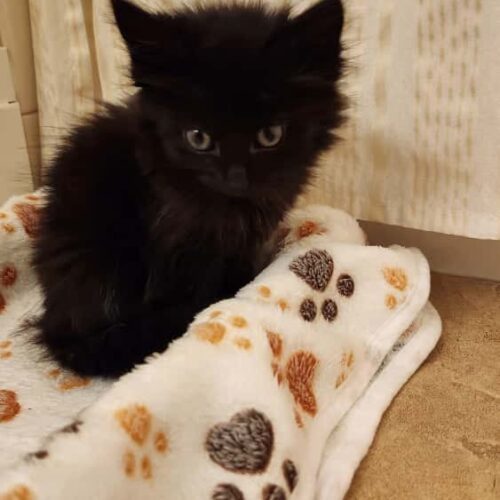 Chocolate Cake thumbnail 2