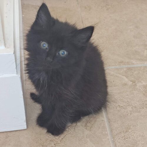 Chocolate Cake thumbnail 3