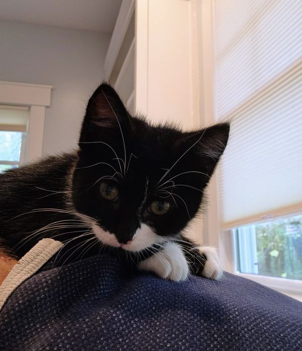 Black Forest Gato photo 1