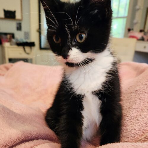 Black Forest Gato thumbnail 2