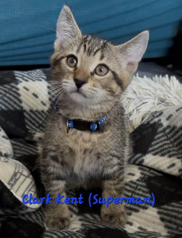 Clark Kent Aka Superman photo 1