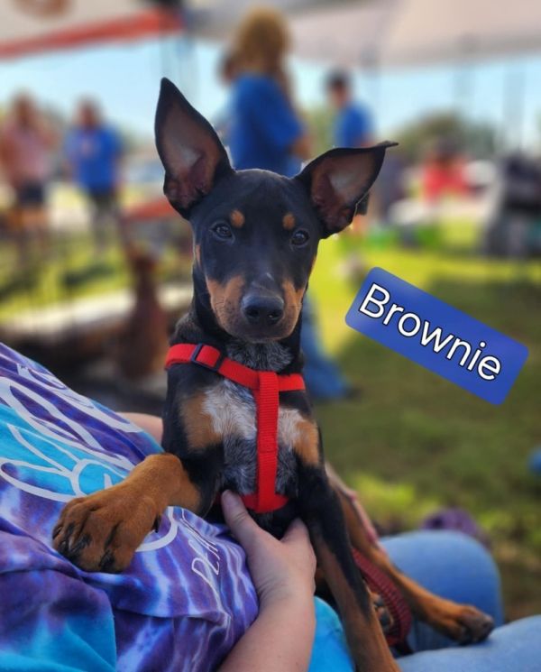 Brownie