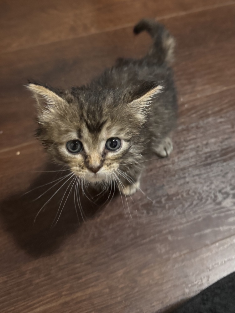 Turkey (Lola)