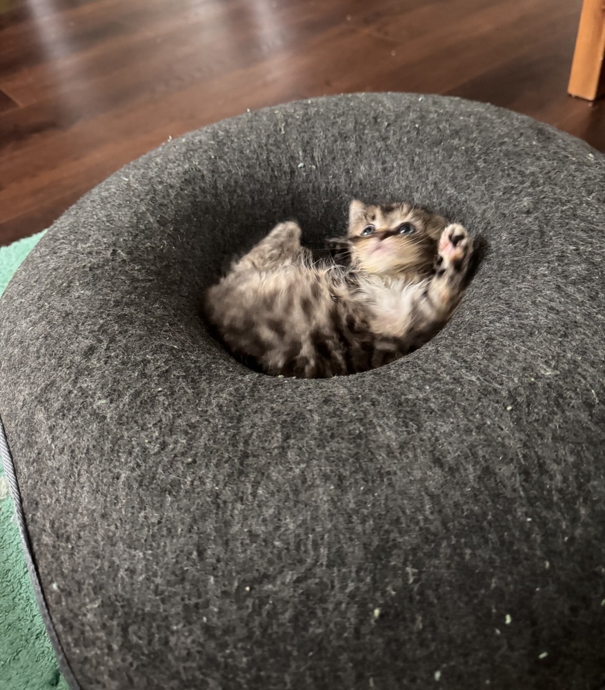 Turkey (Lola)