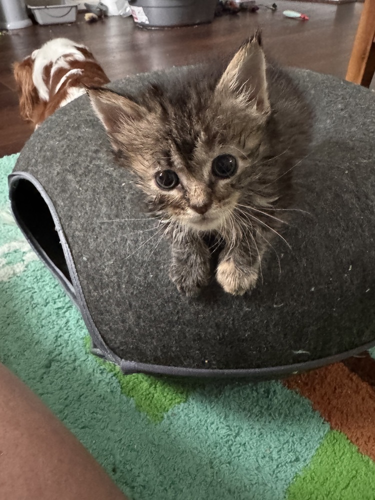 Turkey (Lola)