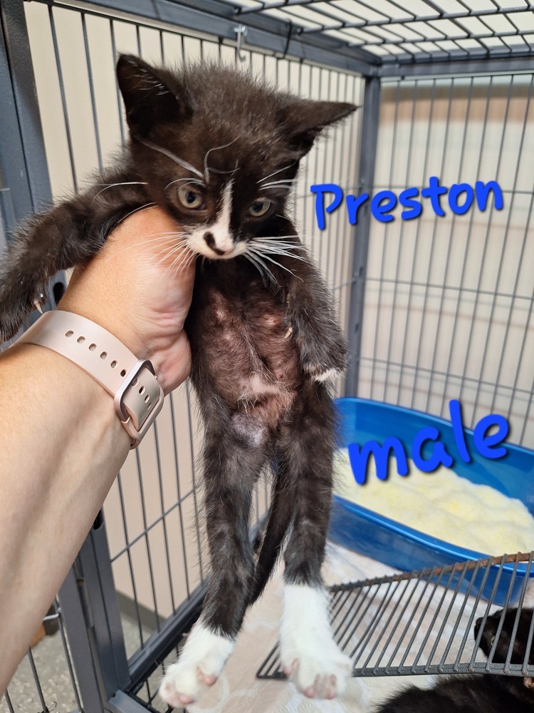 Preston