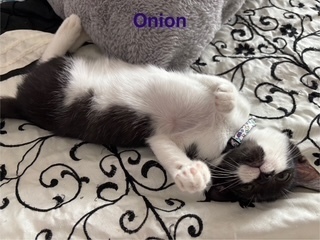 Onion