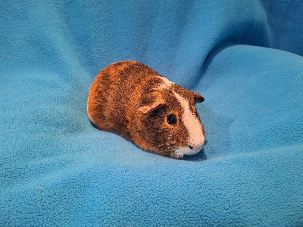 Snickers