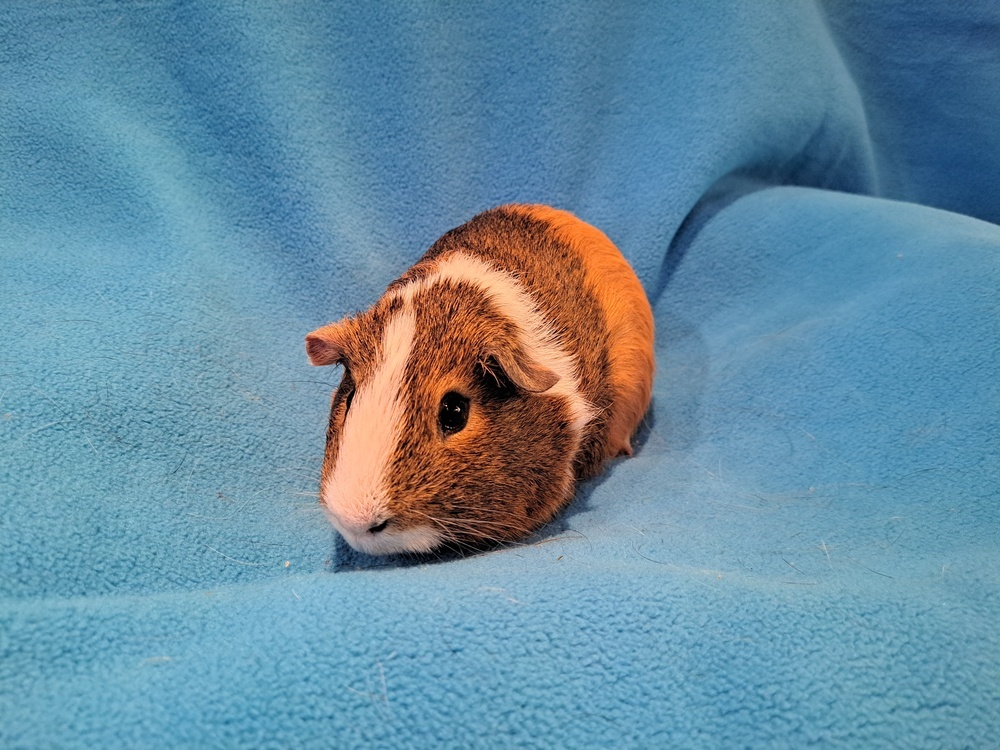 Snickers