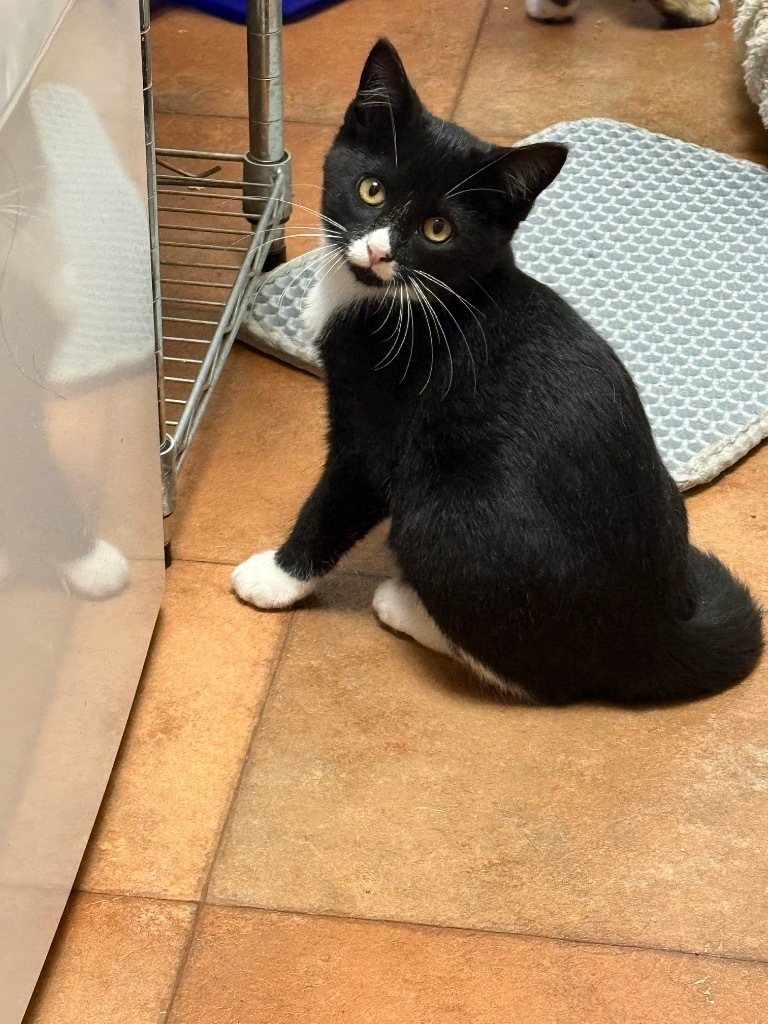 Pebbles, an adoptable Domestic Short Hair in Grand Rapids, MN, 55744 | Photo Image 1