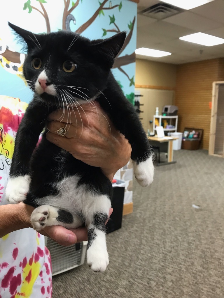 Pebbles, an adoptable Domestic Short Hair in Grand Rapids, MN, 55744 | Photo Image 2