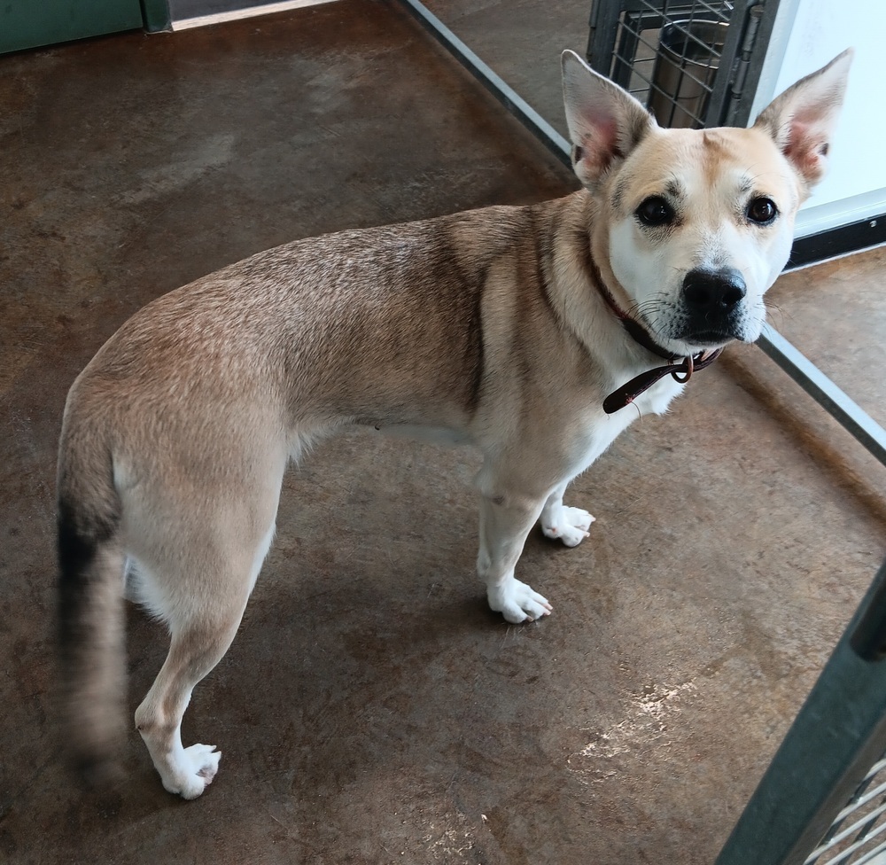 Crystal, an adoptable Husky, Terrier in Challis, ID, 83226 | Photo Image 1