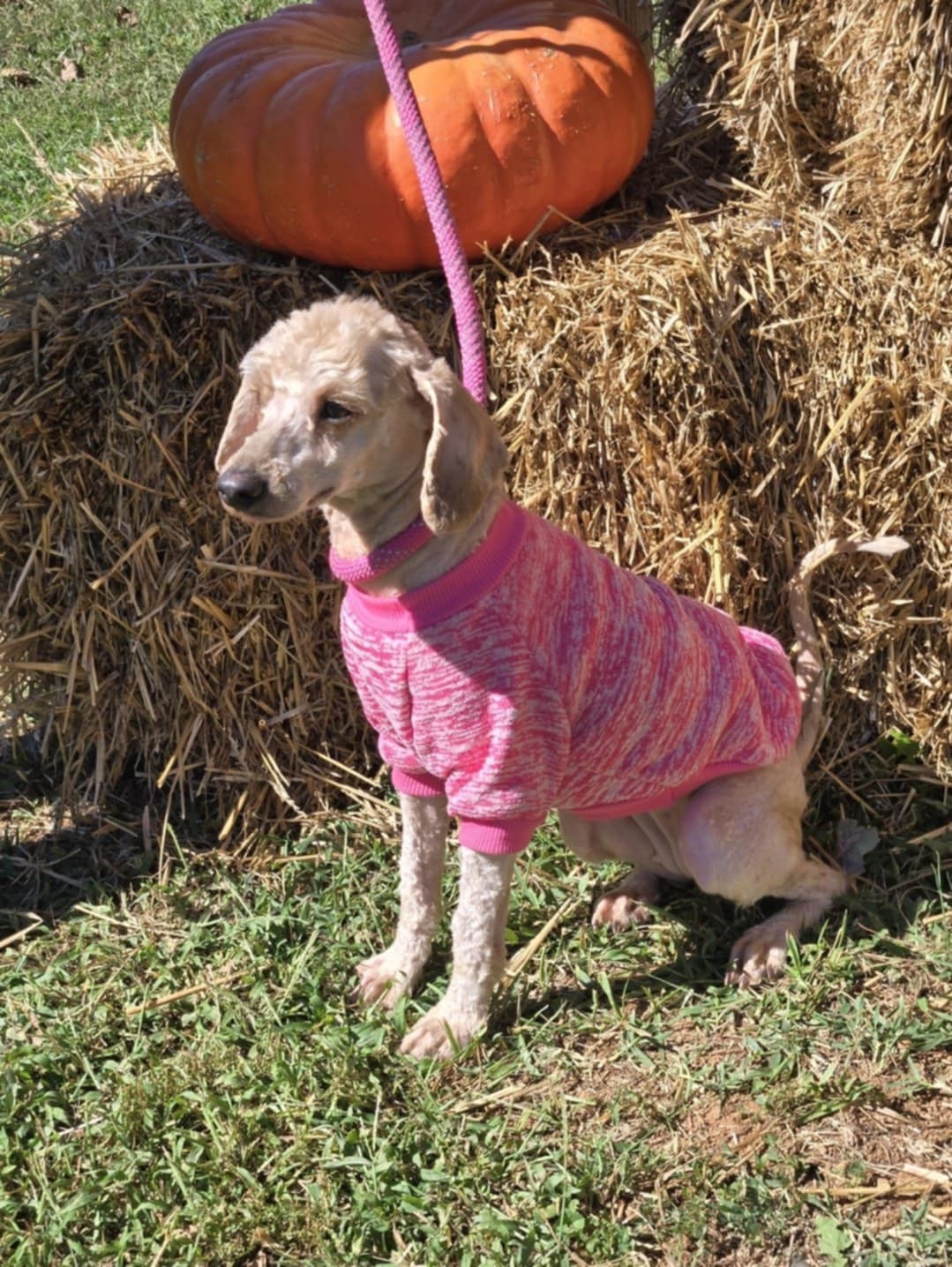 Skye: Not at shelter