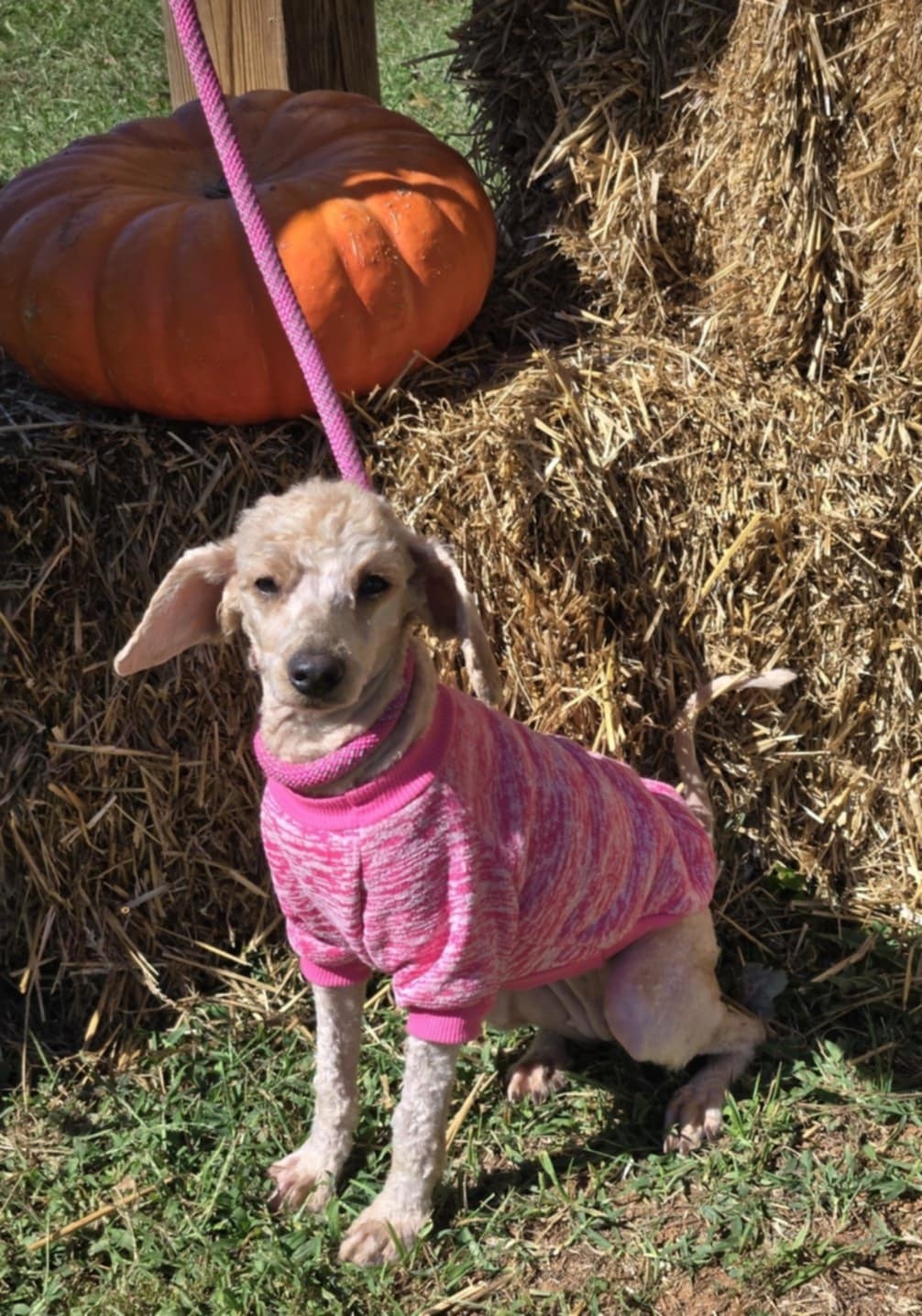 Skye: Not at shelter