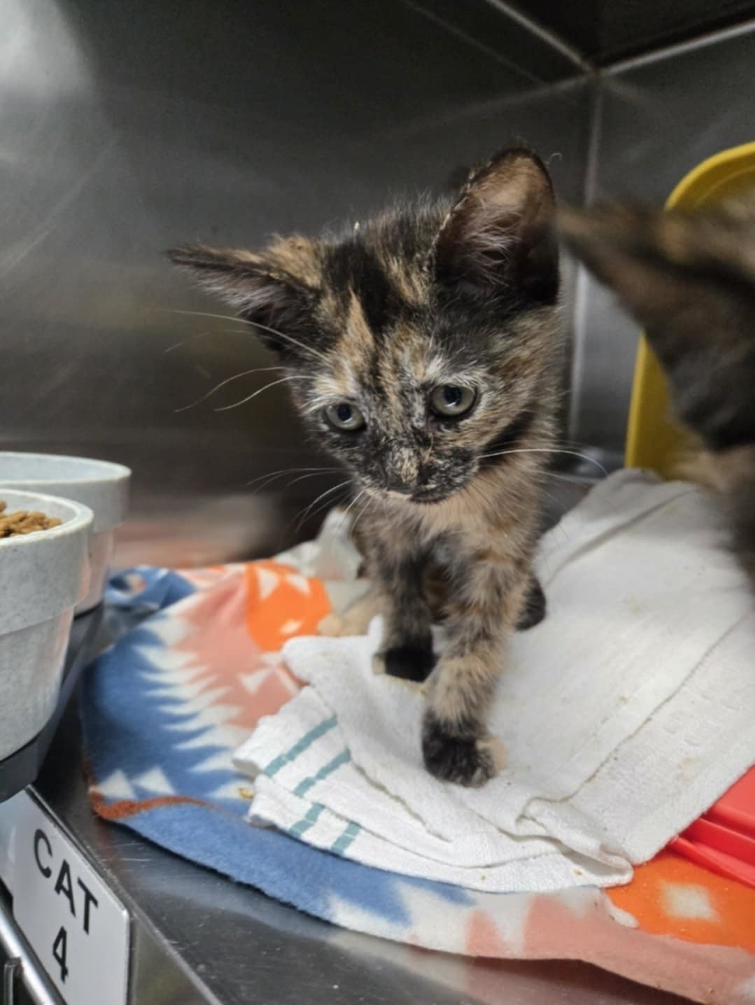 Jasmine - Not at shelter (Matt)