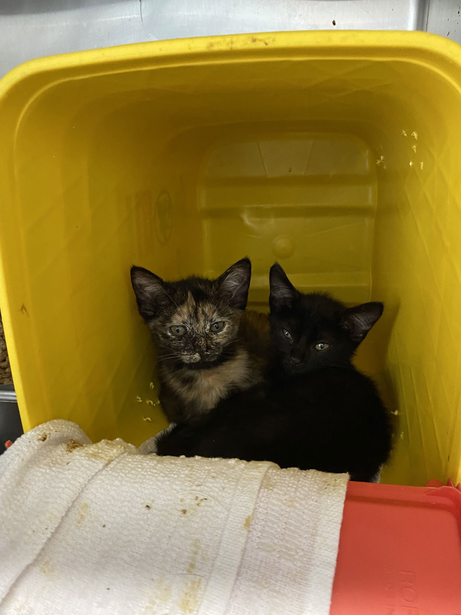 Jamie - Not at shelter (Matt)