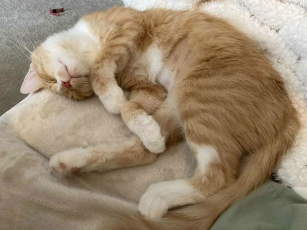 Mrs. Maisel Aka Midge thumbnail 2