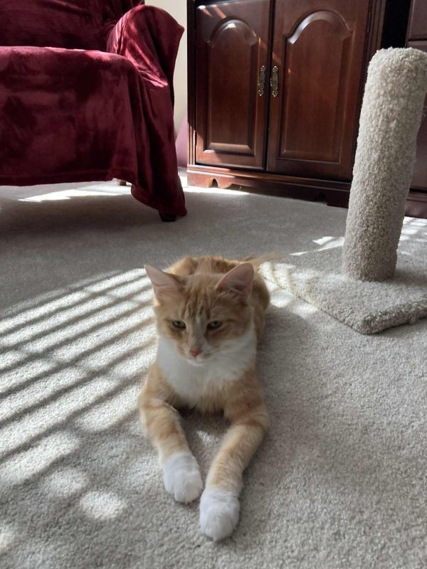 Mrs. Maisel Aka Midge thumbnail 3