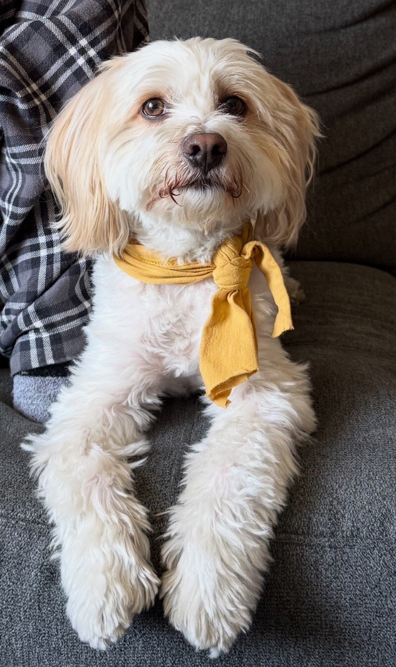 Moses, an adoptable Cockapoo, Mixed Breed in Van Nuys, CA, 91405 | Photo Image 1