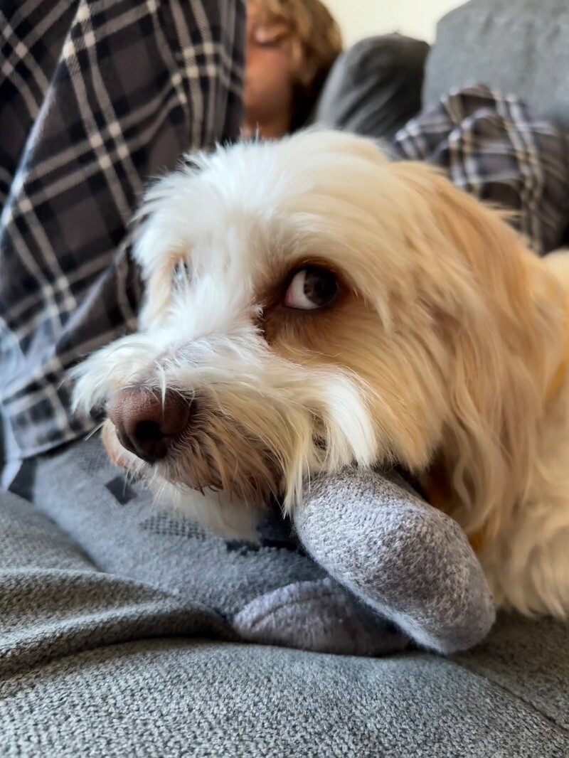Moses, an adoptable Cockapoo, Mixed Breed in Van Nuys, CA, 91405 | Photo Image 2