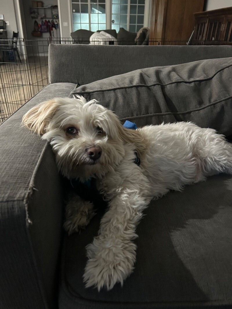 Moses, an adoptable Cockapoo, Mixed Breed in Van Nuys, CA, 91405 | Photo Image 3