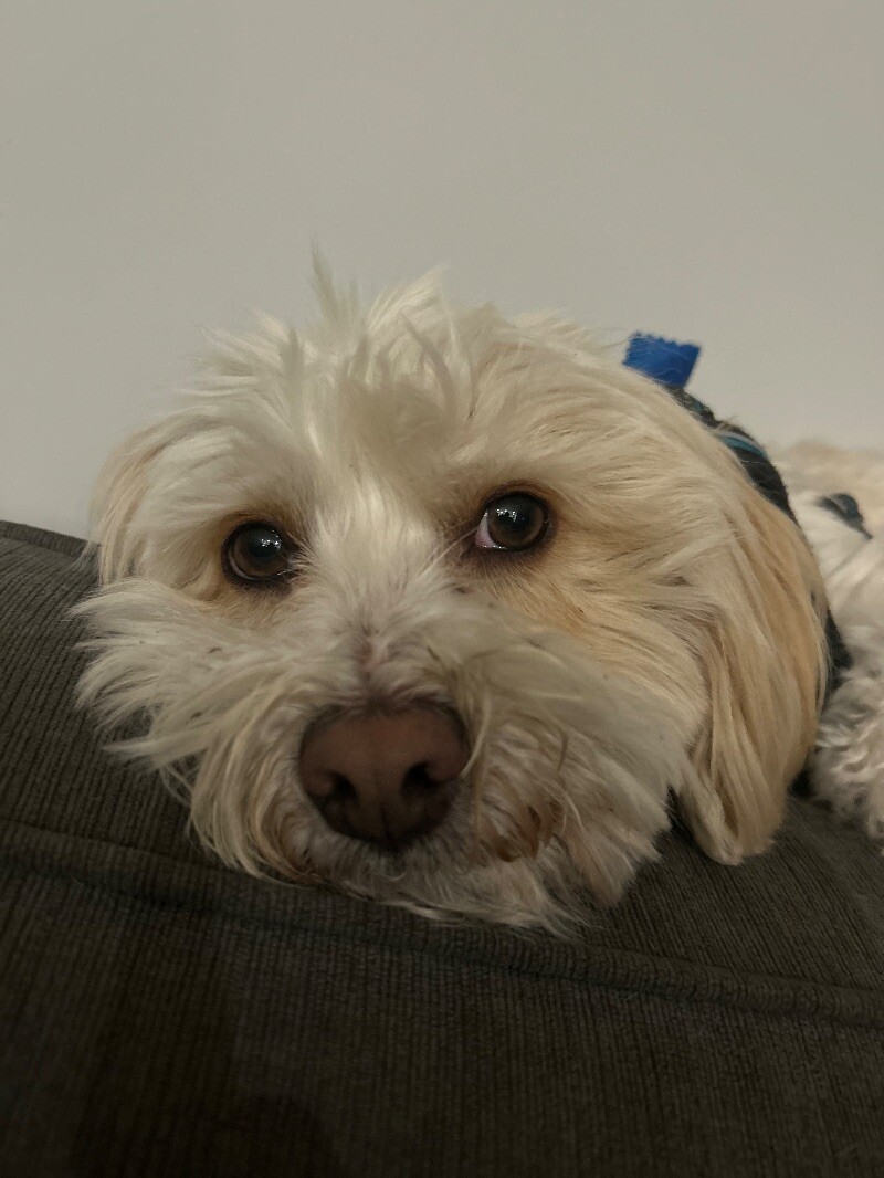 Moses, an adoptable Cockapoo, Mixed Breed in Van Nuys, CA, 91405 | Photo Image 4