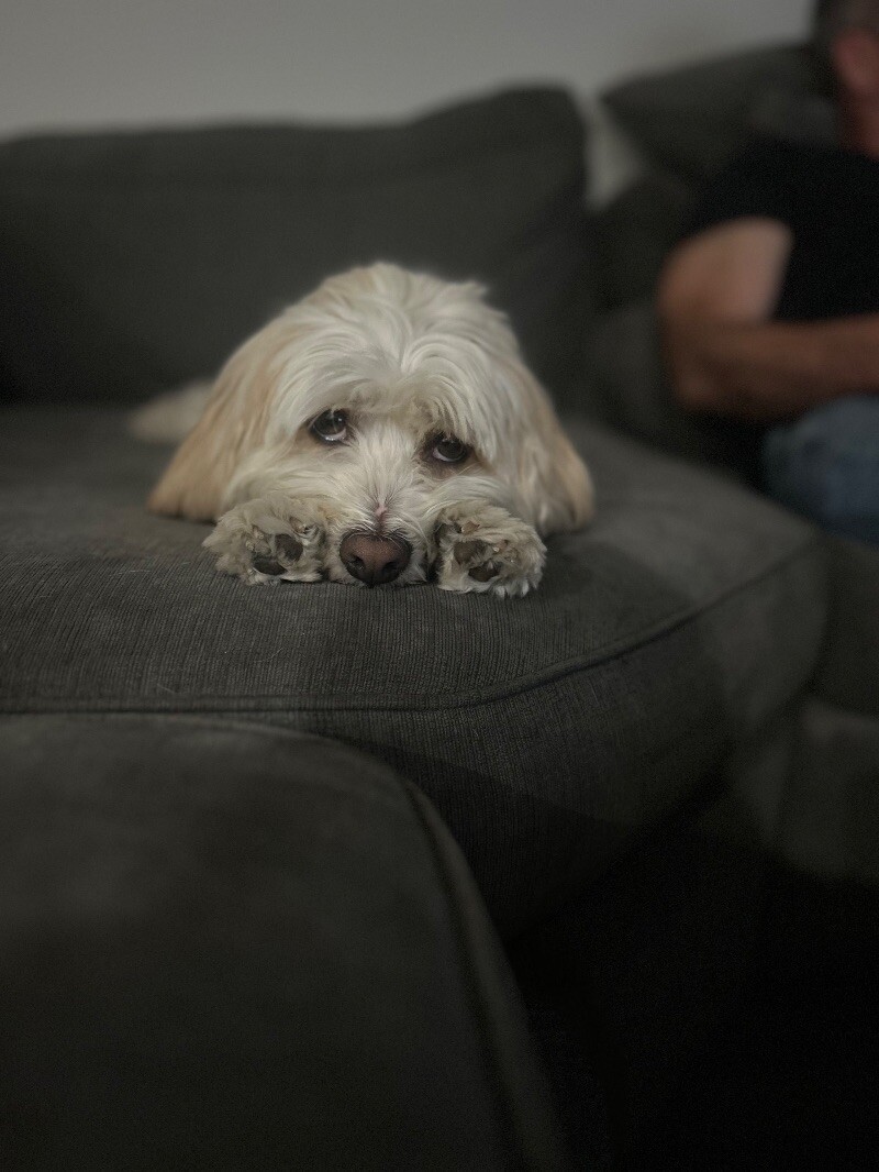 Moses, an adoptable Cockapoo, Mixed Breed in Van Nuys, CA, 91405 | Photo Image 5