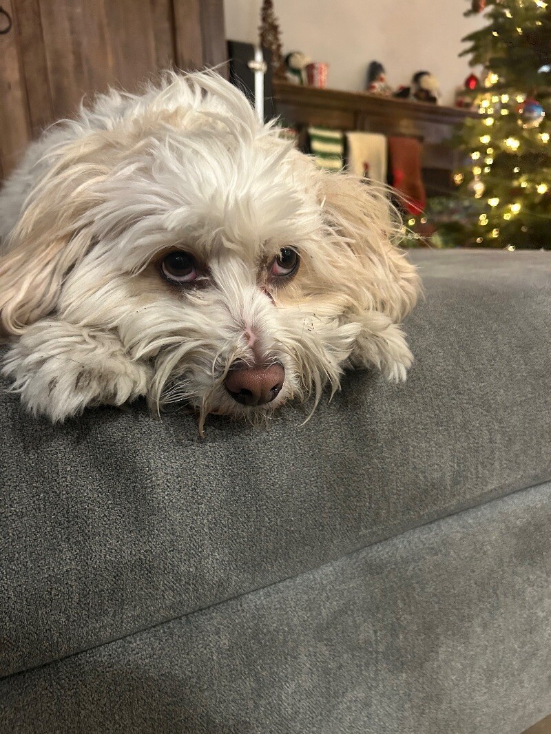 Moses, an adoptable Cockapoo, Mixed Breed in Van Nuys, CA, 91405 | Photo Image 6