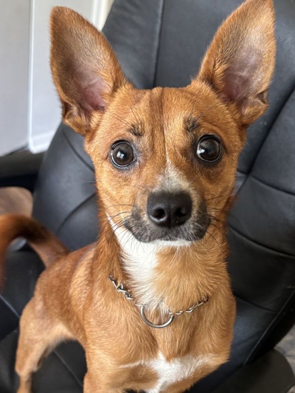 Admiral Apollo photo 1