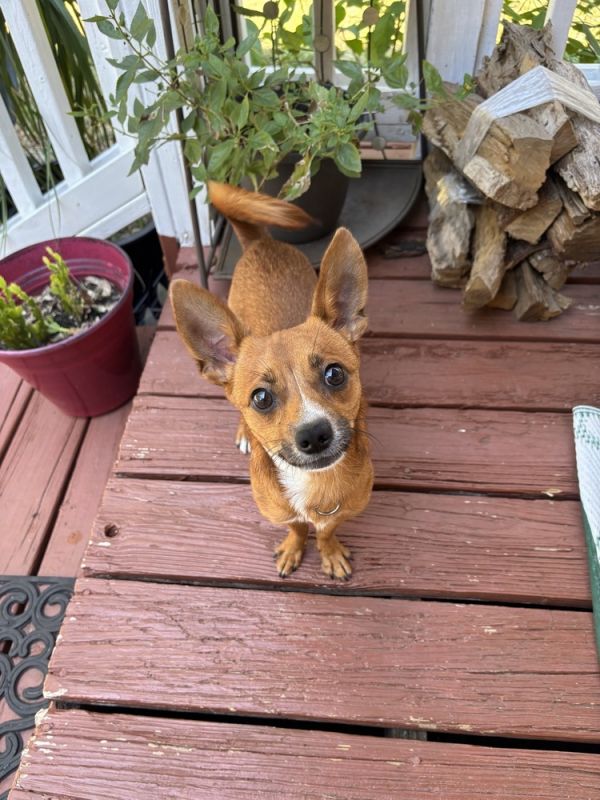 Admiral Apollo thumbnail 3