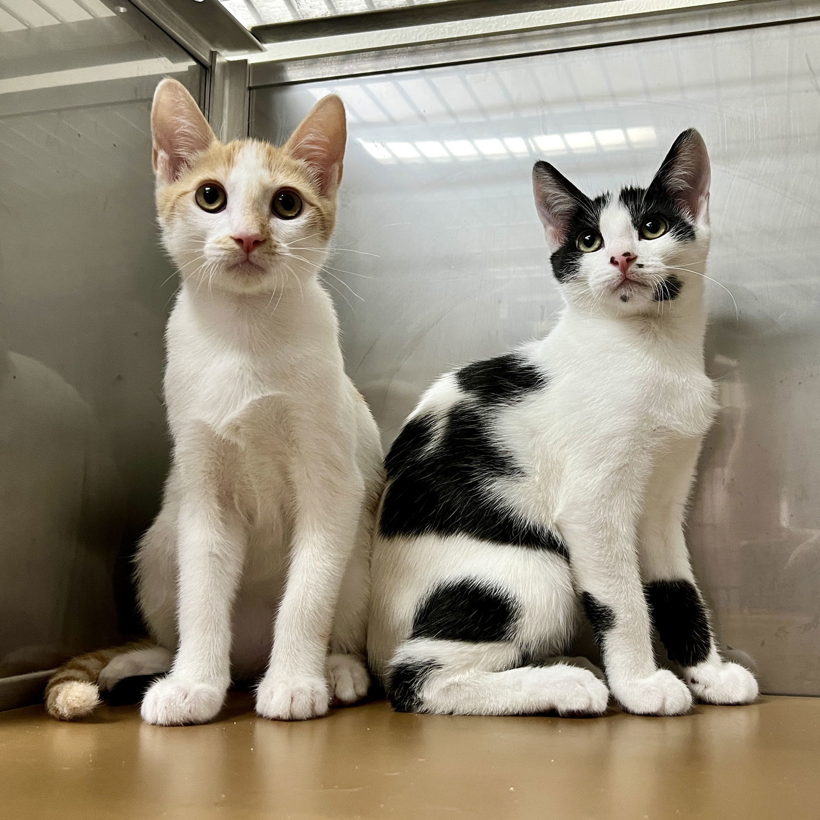 Johnny (bonded w/ Sid)