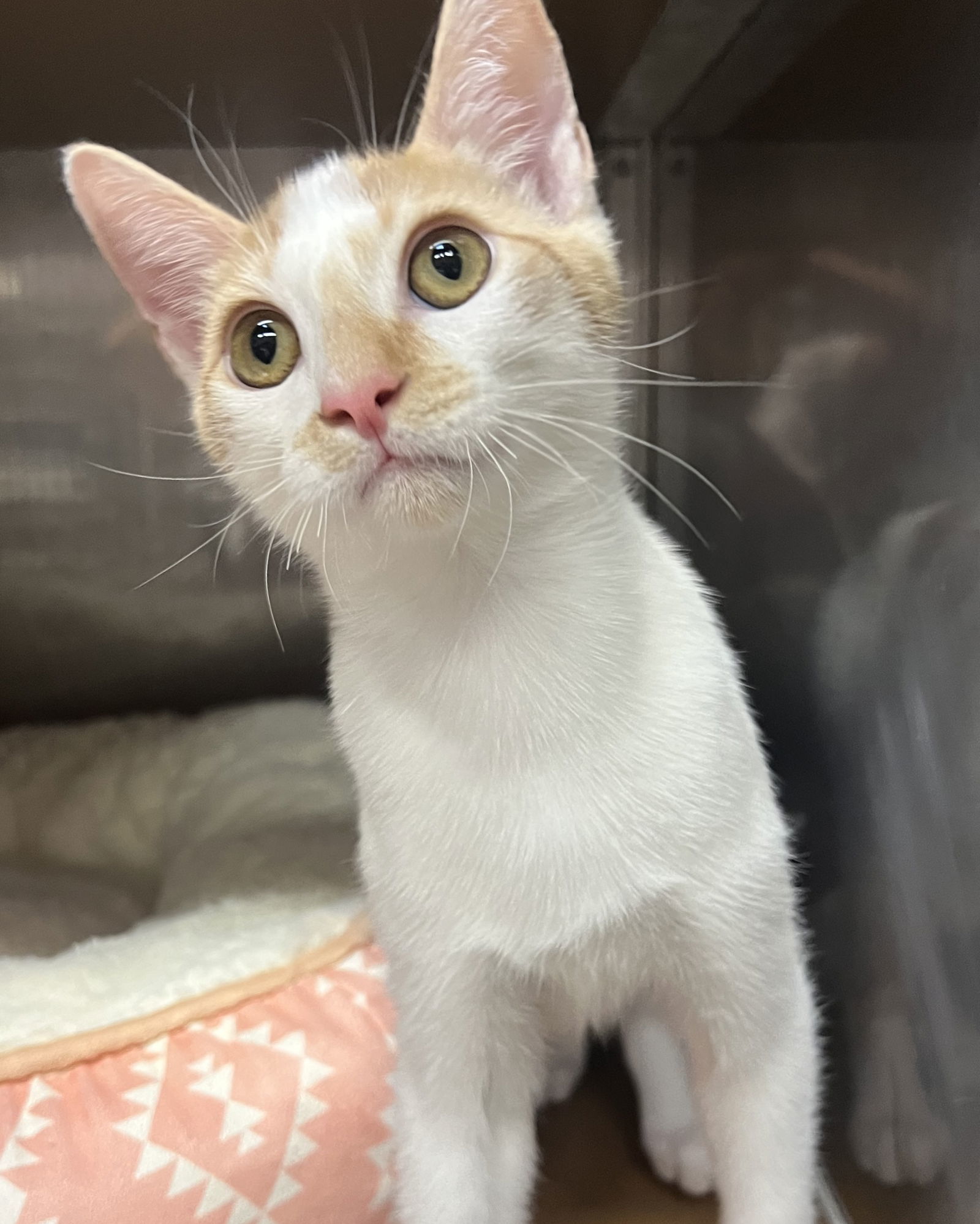 Johnny (bonded w/ Sid)