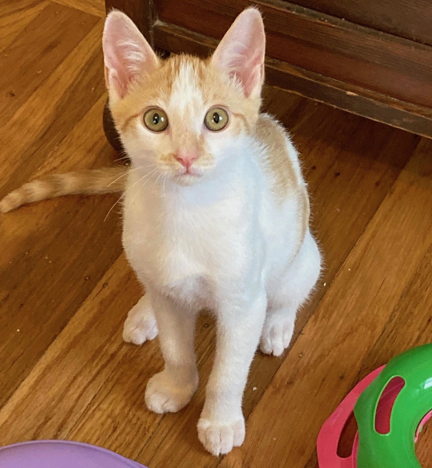 Johnny (bonded w/ Sid)